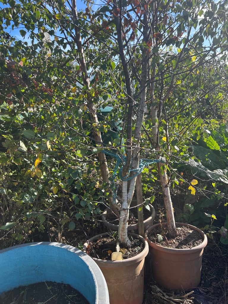 Birch trees x3 