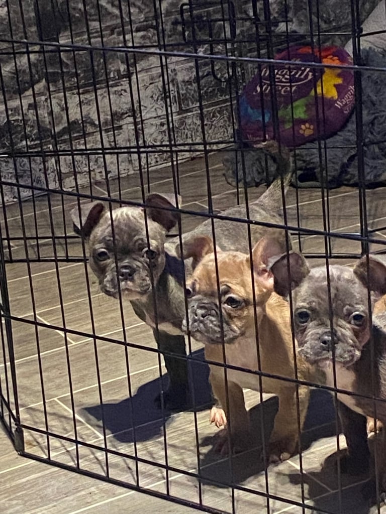 Frenchies  pups for sale. 