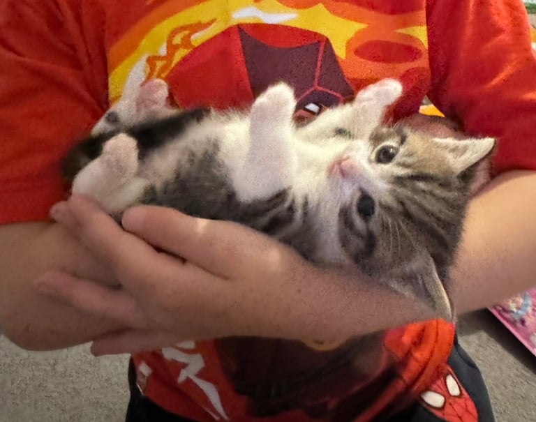 Ragdoll x male 