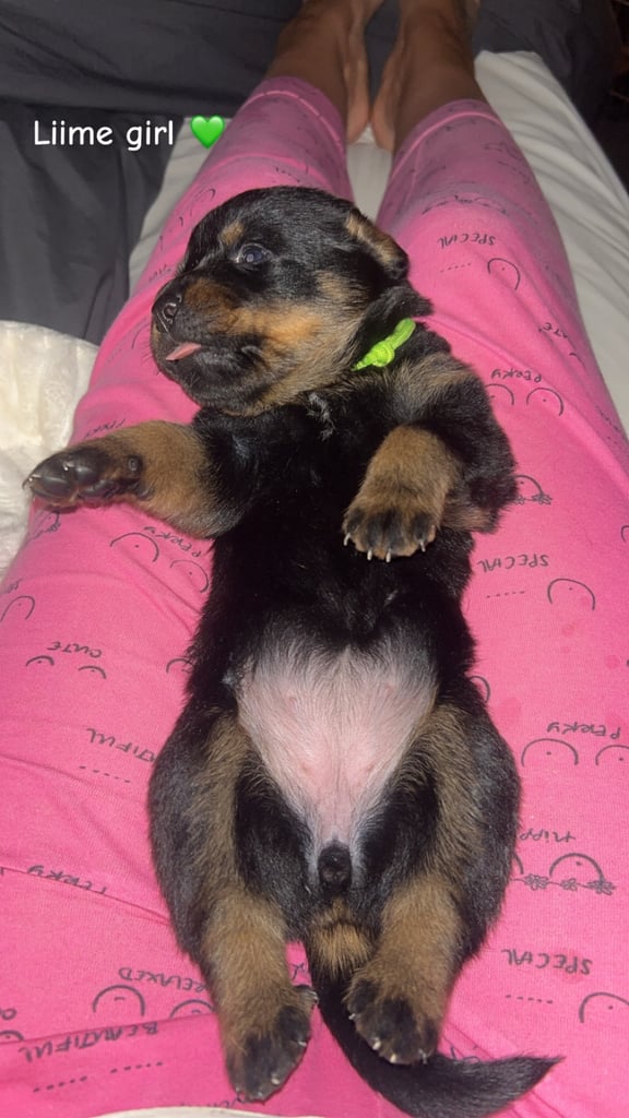 Beautiful Rottweiler pups