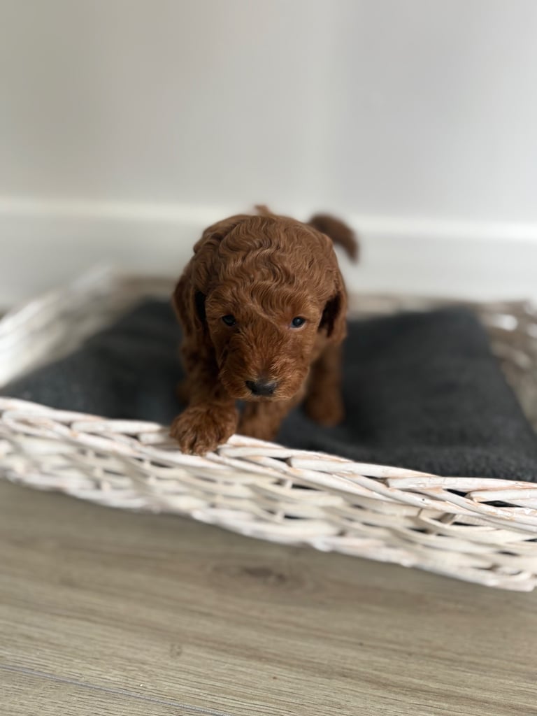 Poochons puppies 
