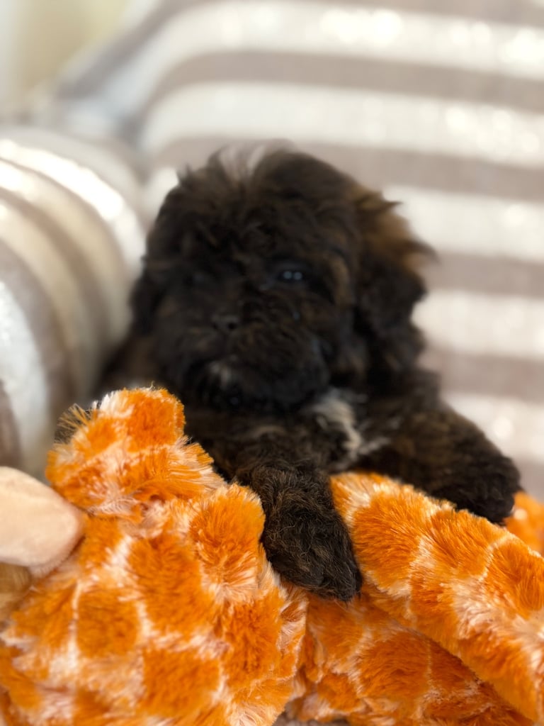 Shih Tzu x poodle 