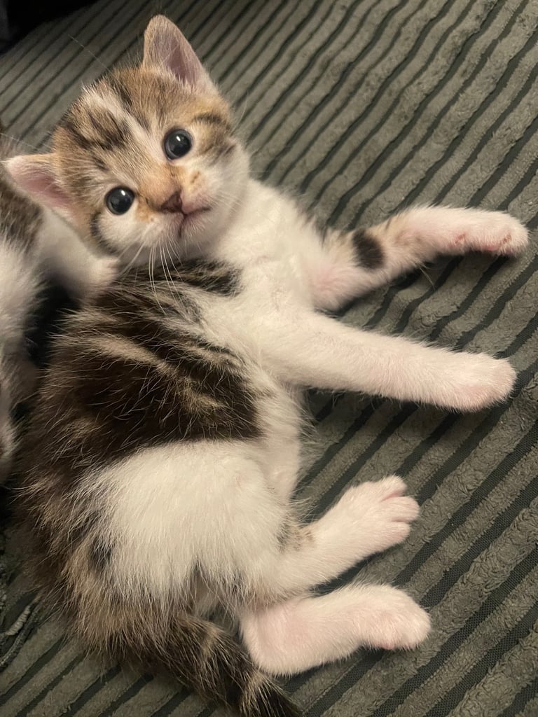 Cat & kitten for sale 
