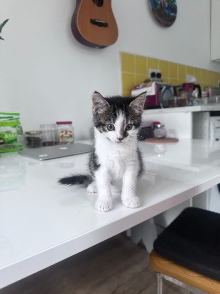 🐾 Adorable 3 male Kittens Ready for Their Forever Homes! 🐾