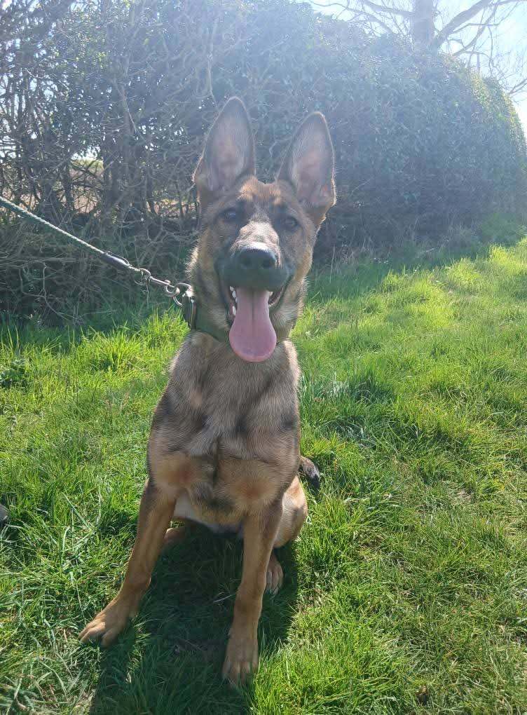 Belgian Malinois x Dutch shepherd 