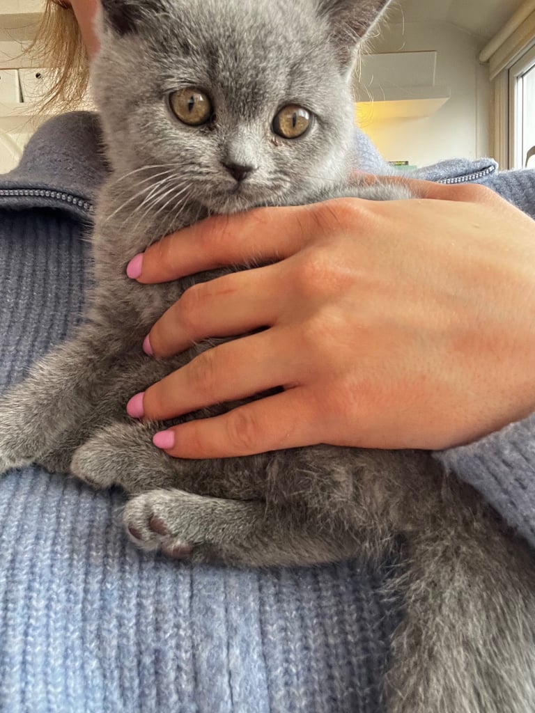 British Shorthair Kitten
