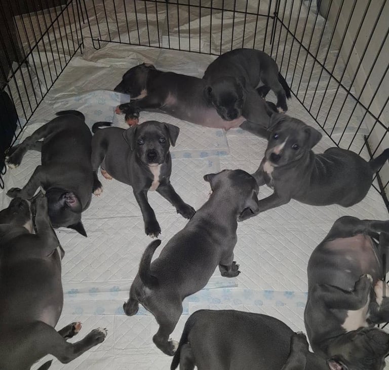 Blue Staffordshire bull terrier puppies 