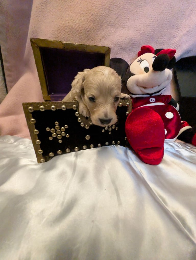  Hi, I’m a long-haired Mini pup! 💕 Rare creams & black & tans — will you be my new mummy or daddy?