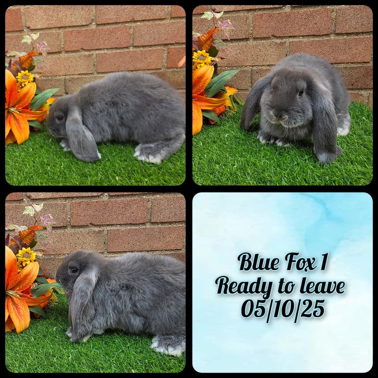Fully Pedigree French Lops