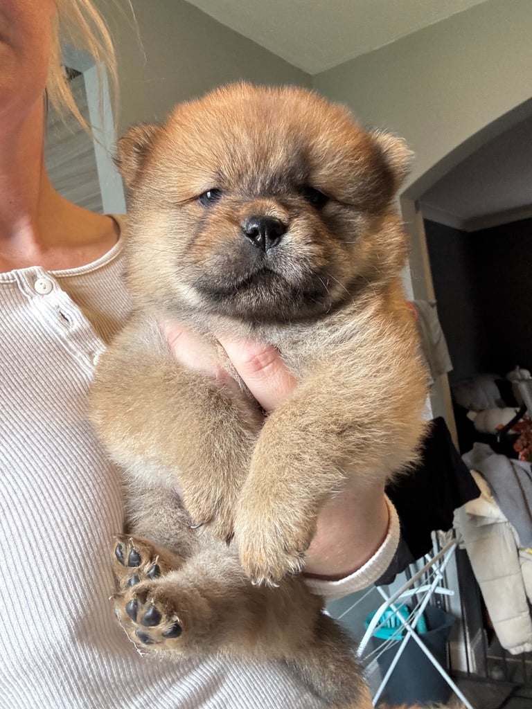 For for sale in Kilmarnock, East Ayrshire Dogs Puppies for