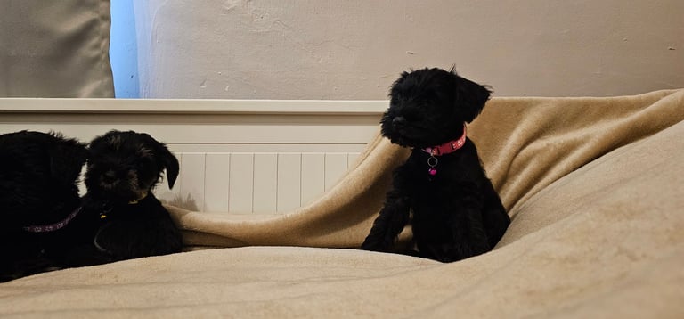 Miniature Schnauzer Puppies - 7 Adorable Girsl waiting for a loving forever homes. 