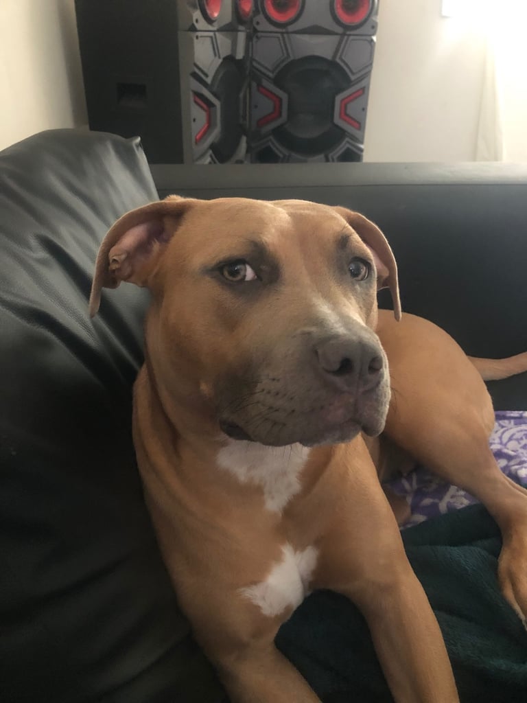 Staffordshire Bull Terrier x puppies for sale