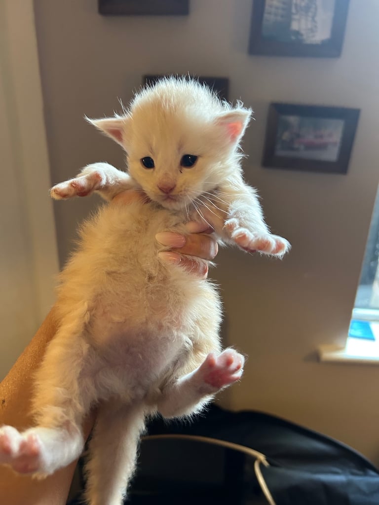 XL Main Coon Kittens ready soon for sale 