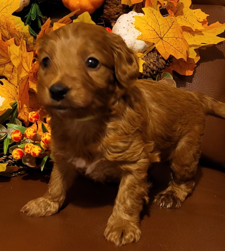 Golden and Red F1b cockapoo pups 