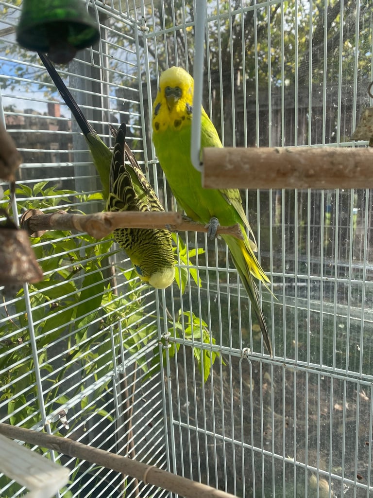 2 budgies with cage