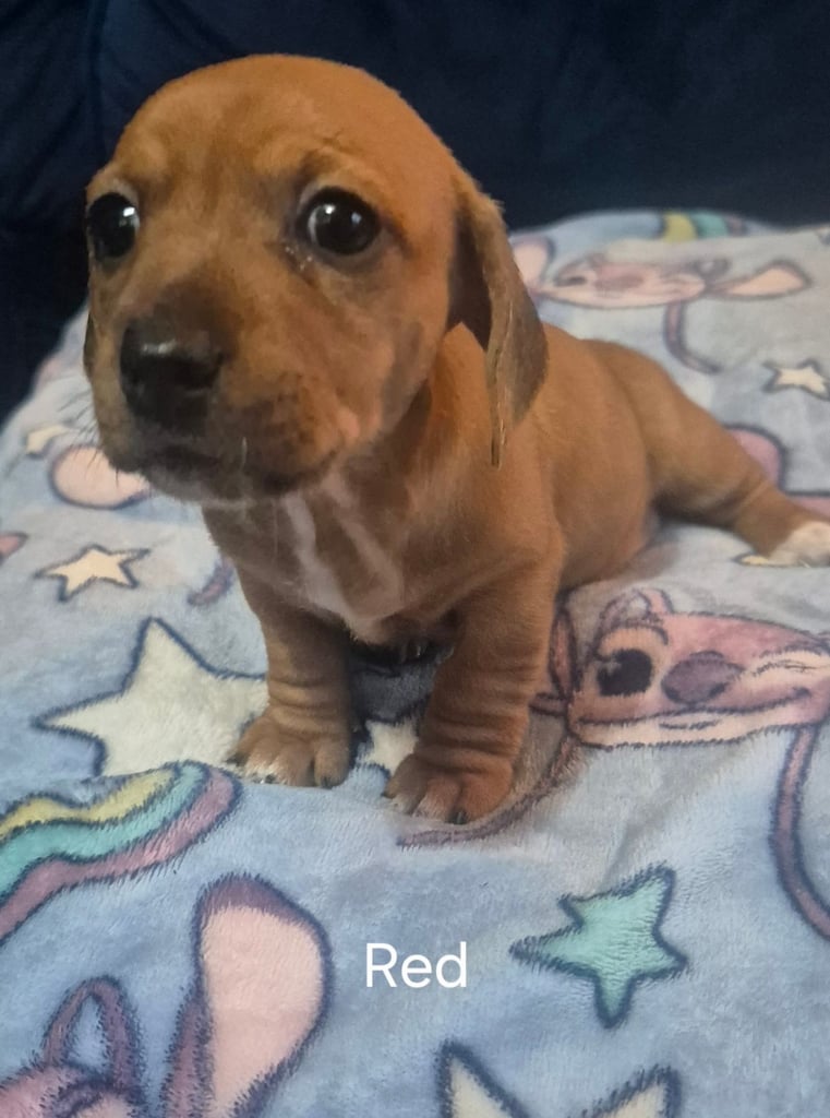 Jack Russel x Dachshund Puppies 