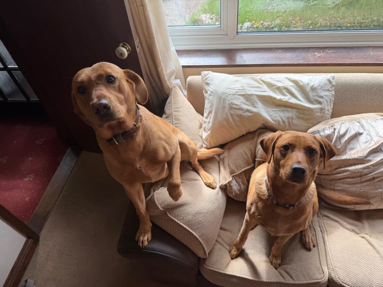 Fox Red Labrador puppies 