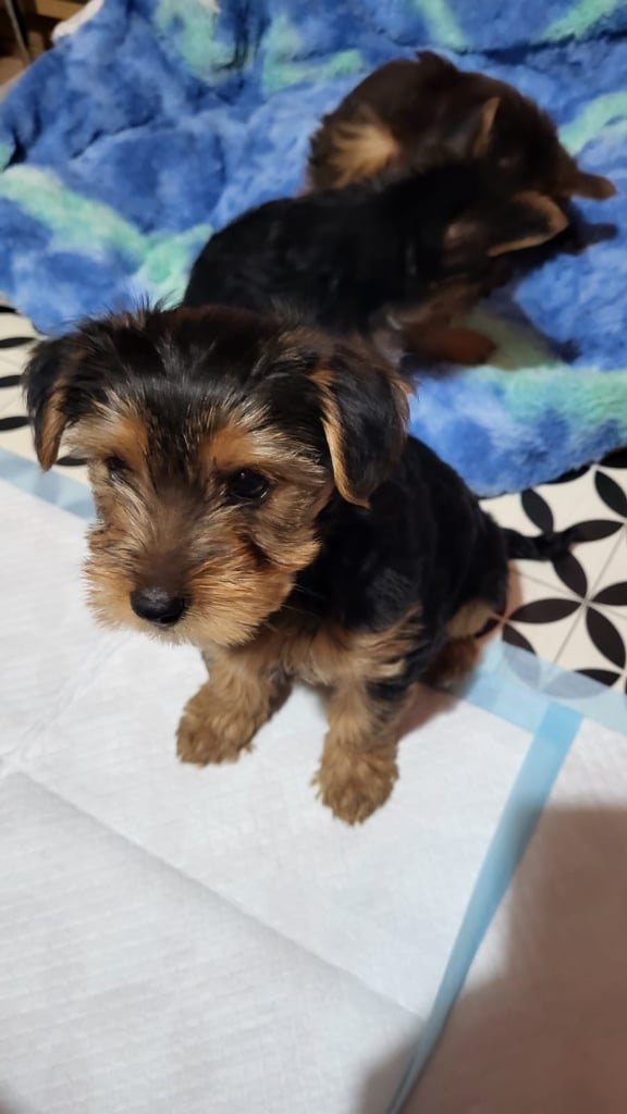 Yorkshire terrier store for sale gumtree