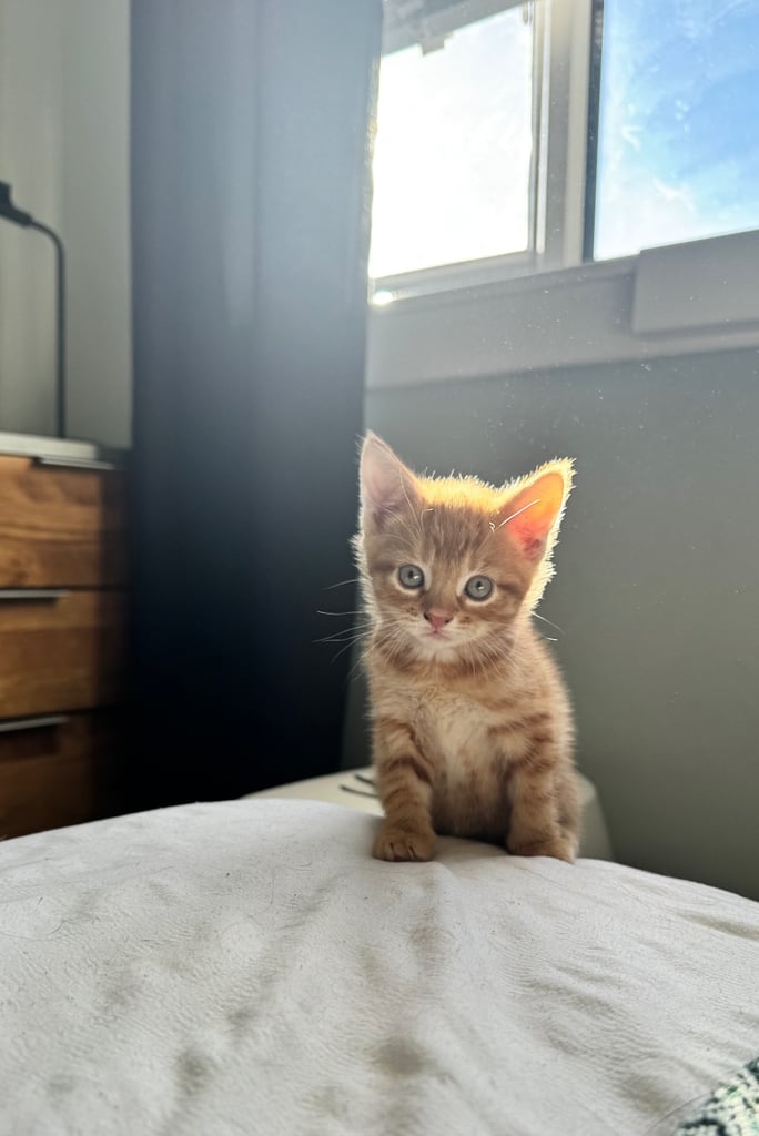 8 week old kittens ready for forever home! 