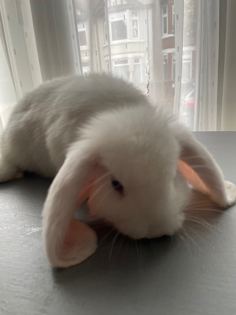 Beautiful white mini lop bunny Boy