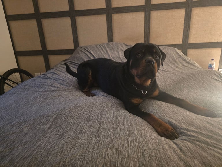 Rottweiler  pup 