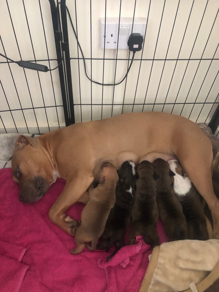 Staffordshire Bull Terrier x puppies for sale