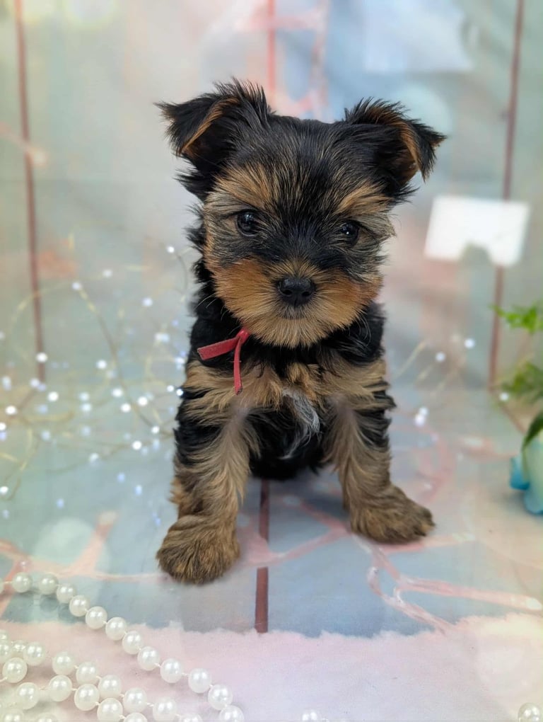 Pedigree Yorkshire Terrier Puppies