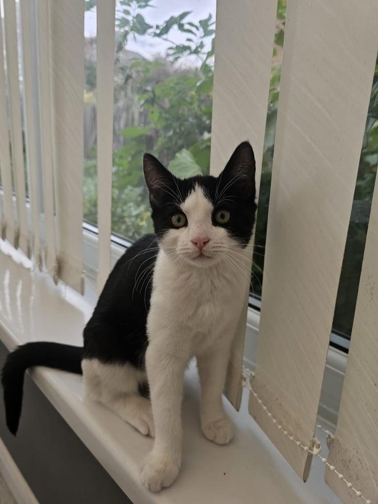 Kitten for Sale with Goodies 