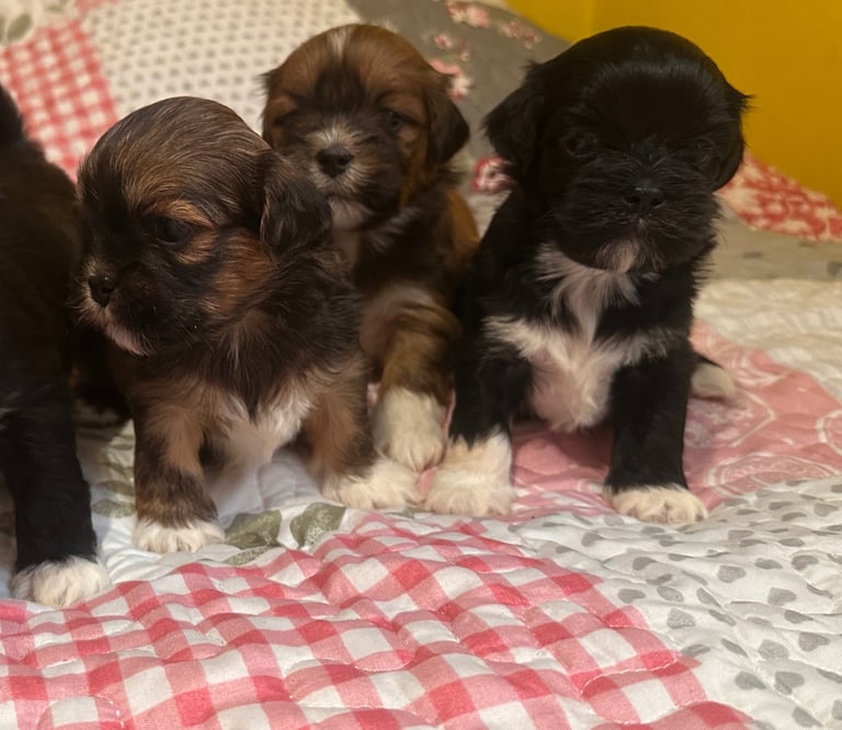 KC Registered Lhasa Apso puppies