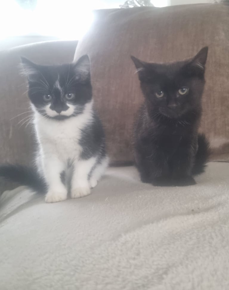 Adorable little kittens