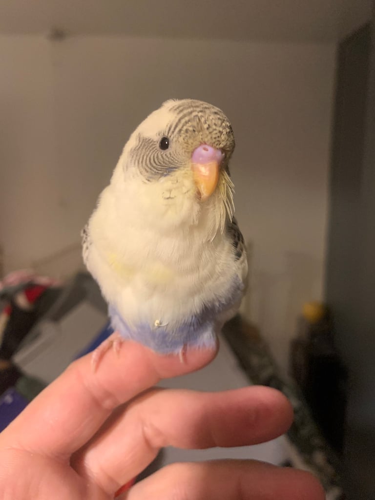 Hand tame budgie & set up 