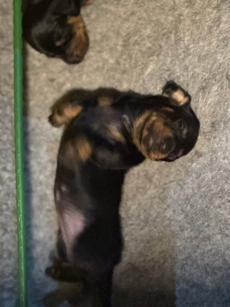 Miniature Dachshund Puppies   **Ready soon**