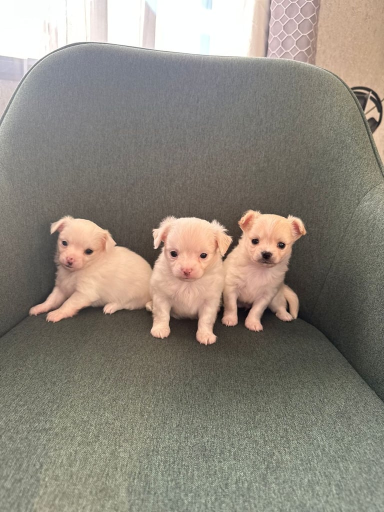 Chihuahua long hair puppies 