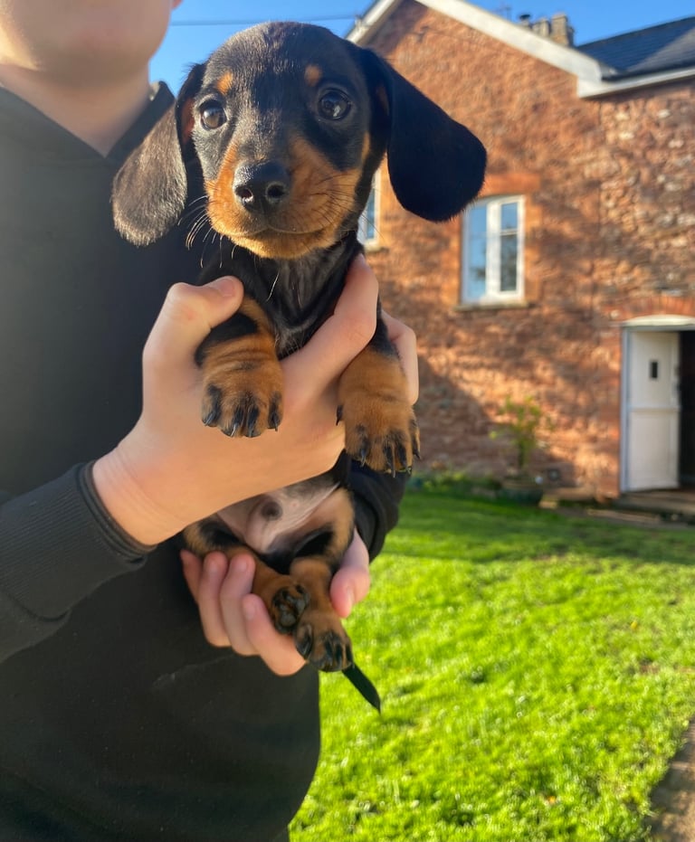 Miniature Dachshund puppies 