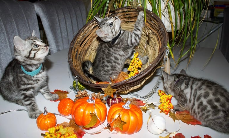Beautiful Bengal Kittens 