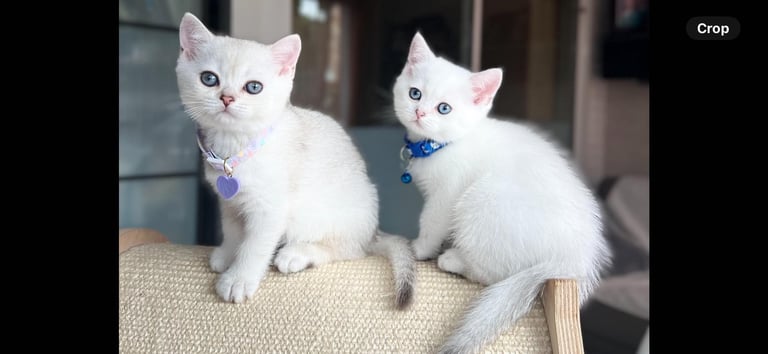 image for Beautiful Boy and Girl TICA-Registered Kittens