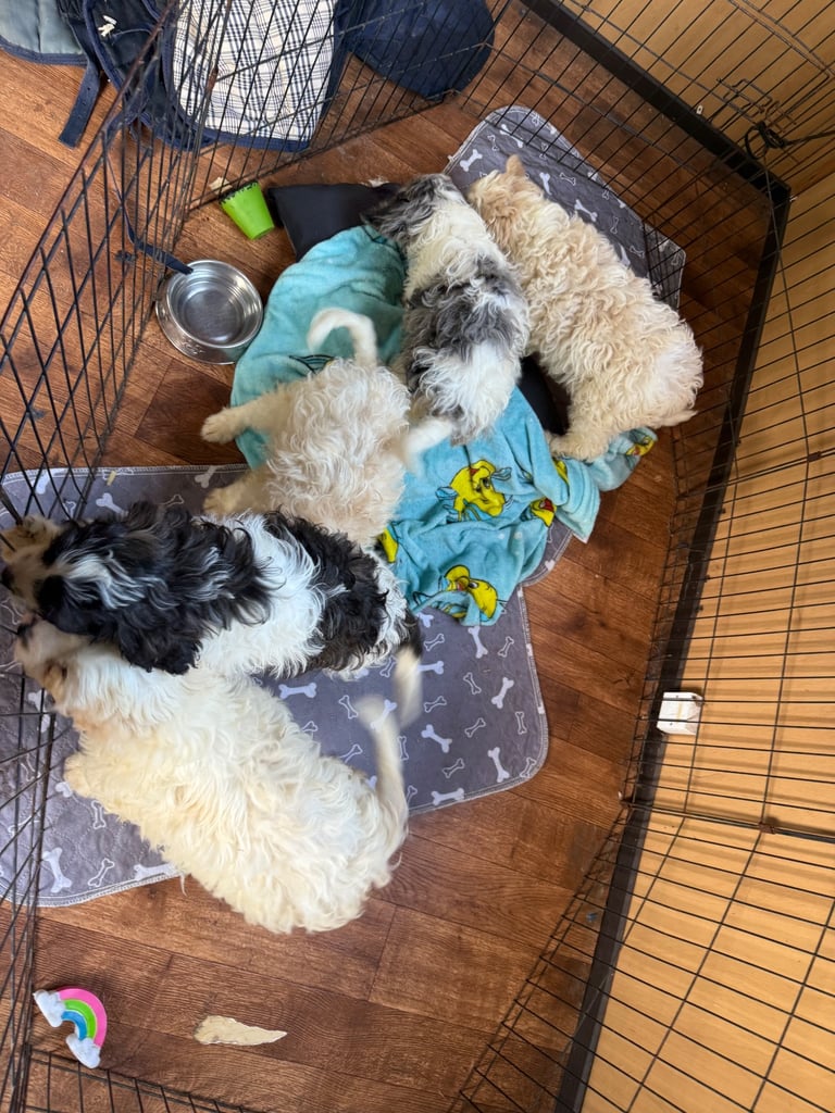 5 stunning Cavapoo puppies 