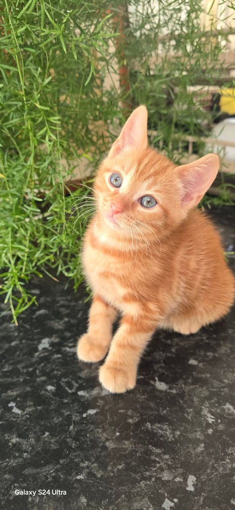 Ginger boys and girls 