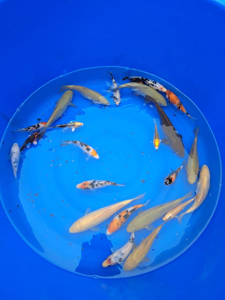 Koi for sale