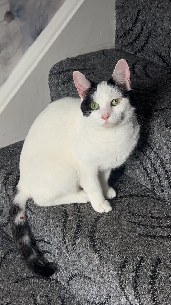 Sweet girl for sale URGENT 