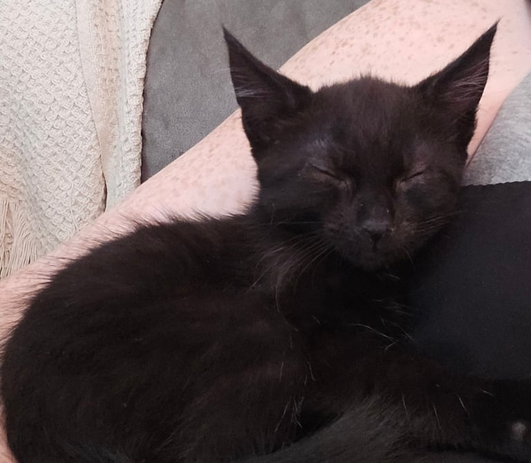4 Fluffy kittens for sale