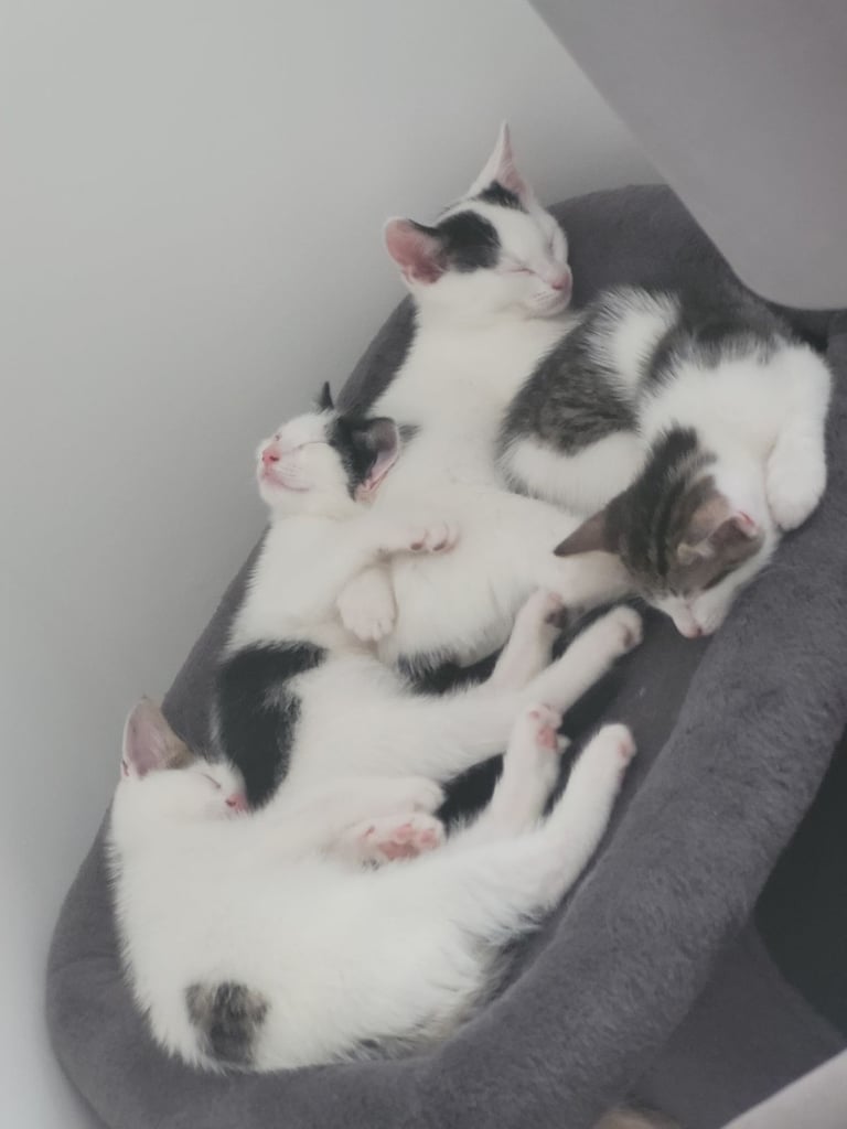 image for  male and female kittens.