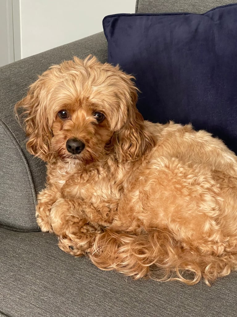 Gorgeous Cavapoo Puppies