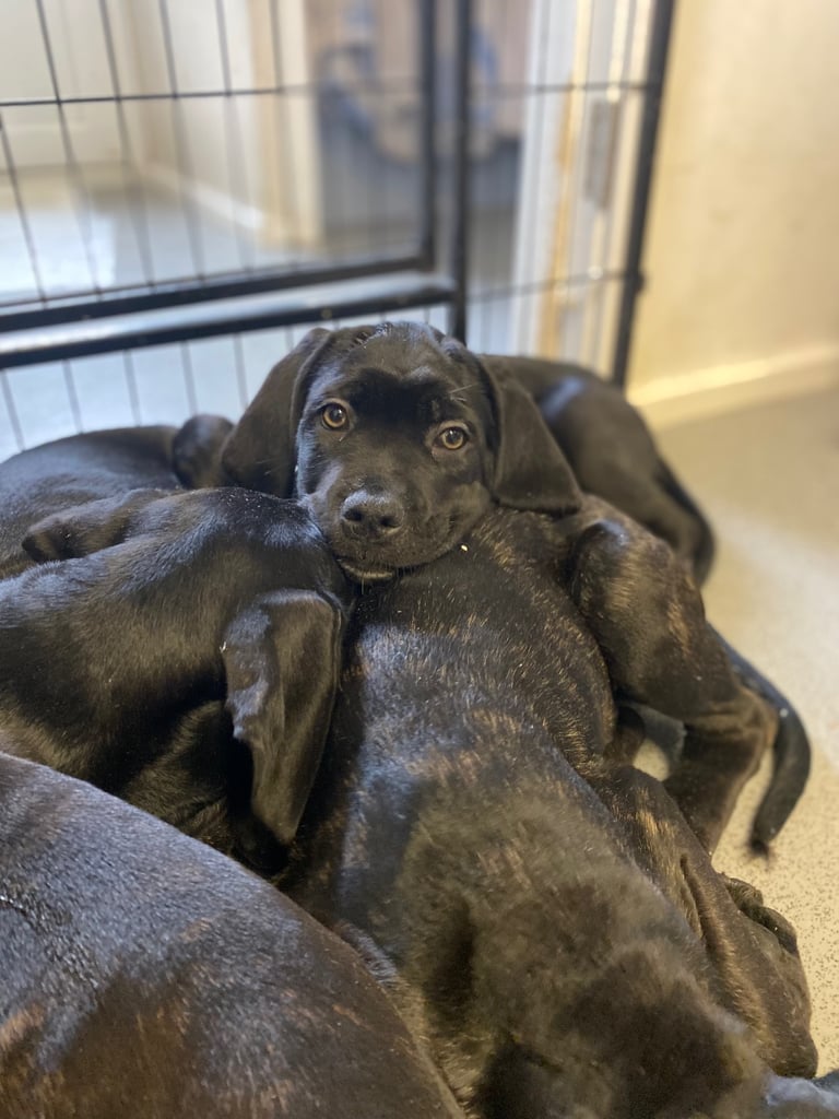 Beautiful 12-Week-Old Cane Corso Puppies Ready for Their New Homes