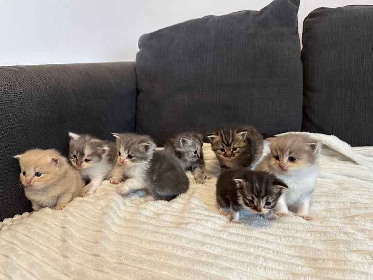 Half ragdoll fluffy kittens 