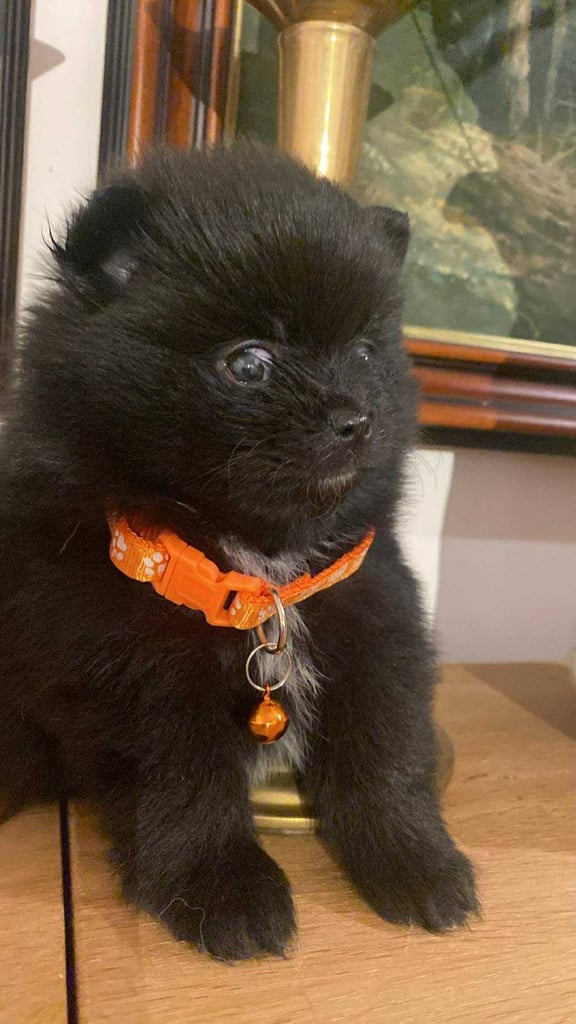 Pomeranian puppies - AVAILABLE 