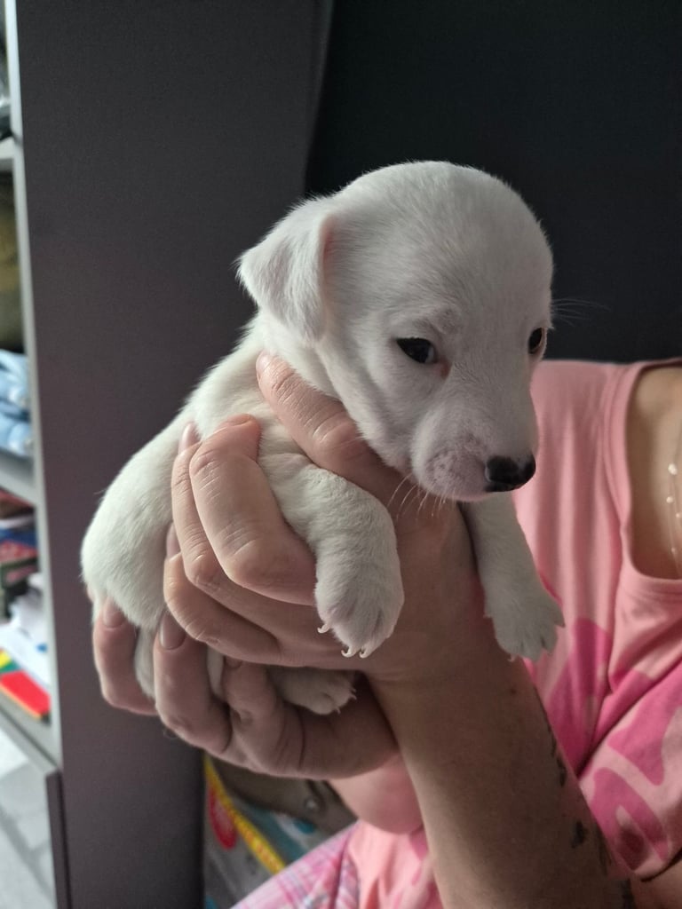 Jackie russell puppies 