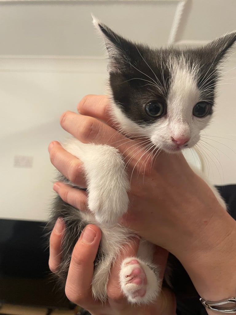 3 beautiful European mixed kittens 