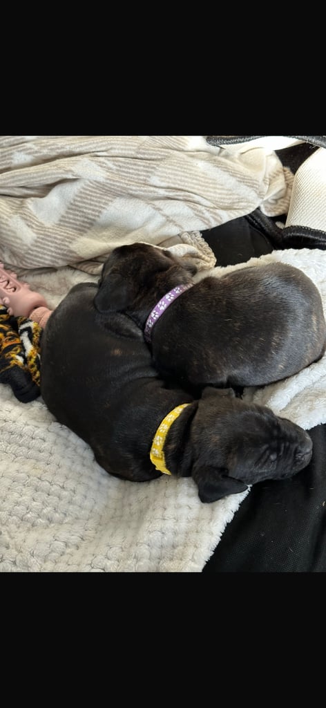 2x staff girls available 