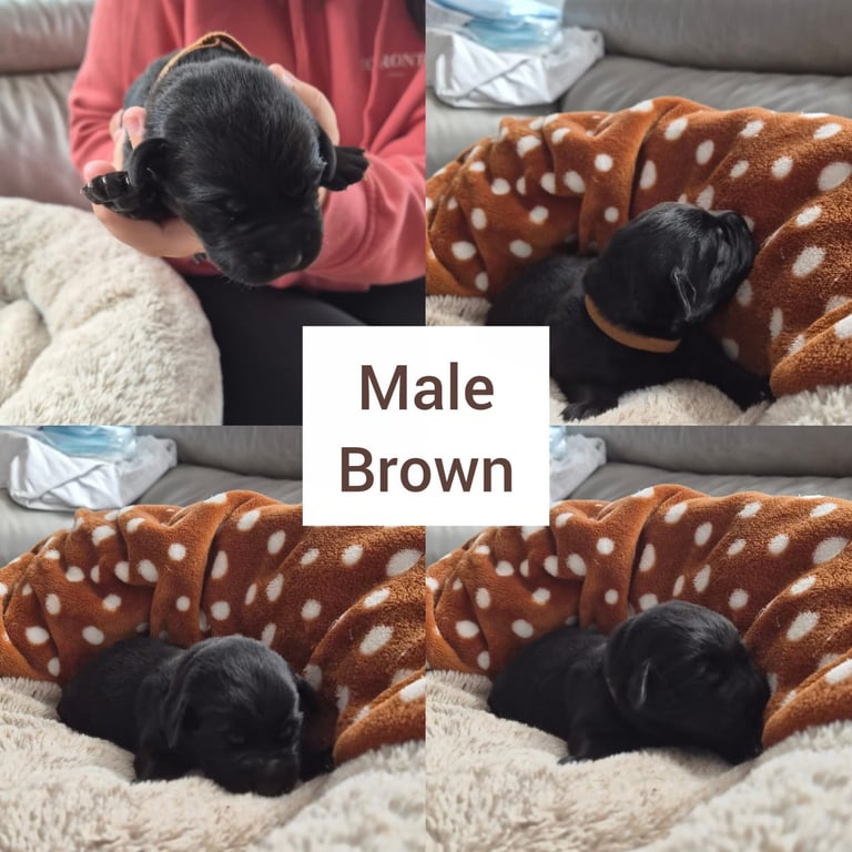 4 week old puppies ready to sell and go in 3 weeks time 